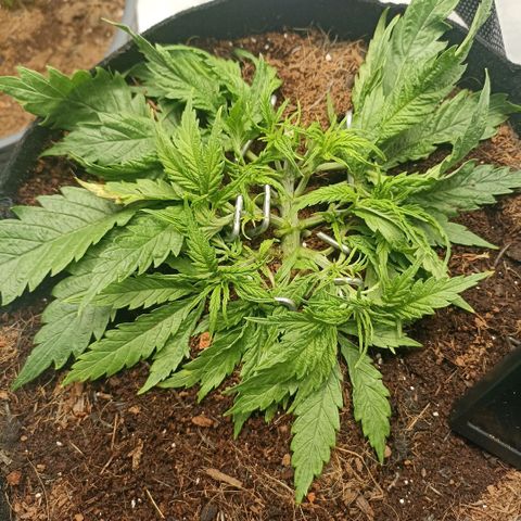 High Level growlog timeline photo