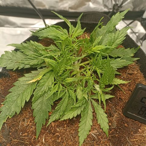 High Level growlog timeline photo