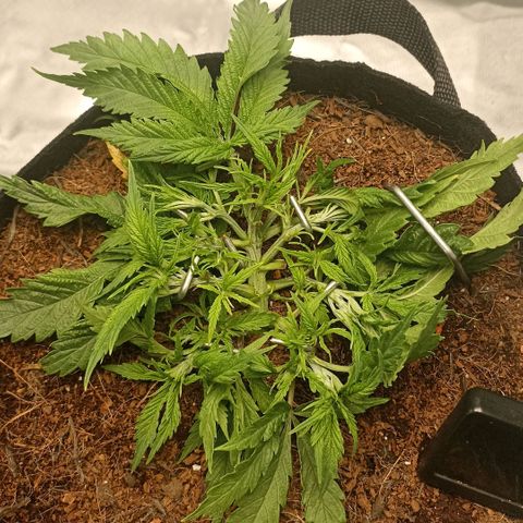 High Level growlog timeline photo