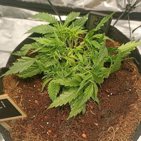 High Level growlog timeline photo