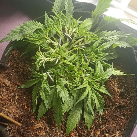 High Level growlog timeline photo