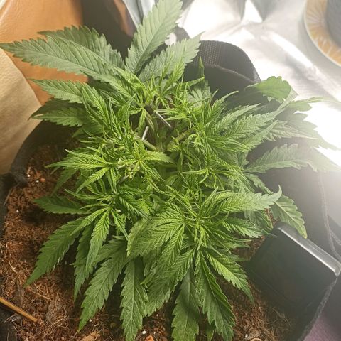 High Level growlog timeline photo