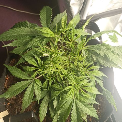 High Level growlog timeline photo