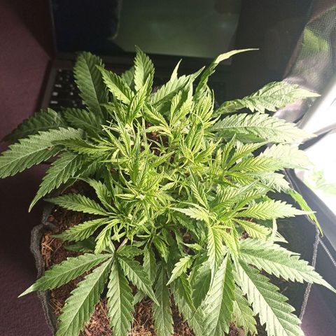 High Level growlog timeline photo