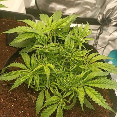 High Level growlog timeline photo