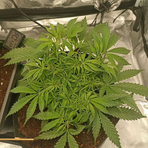 High Level growlog timeline photo