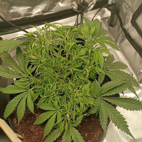 High Level growlog timeline photo