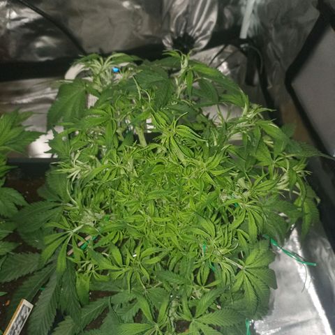 High Level growlog timeline photo