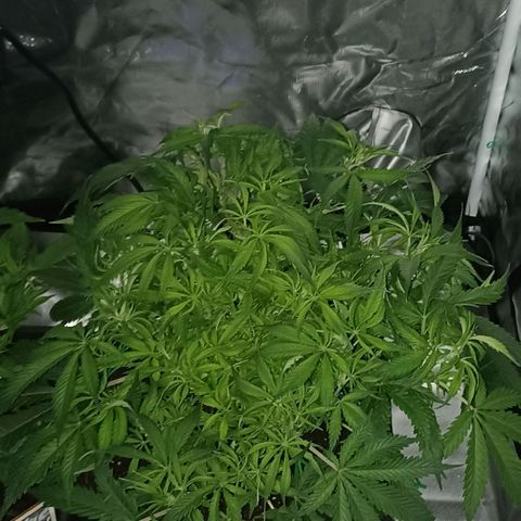 High Level growlog timeline photo
