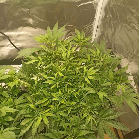 High Level growlog timeline photo