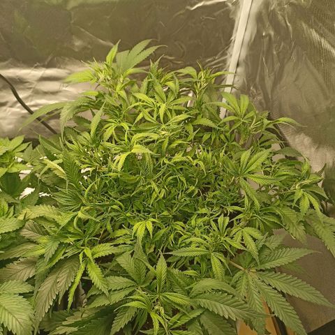 High Level growlog timeline photo