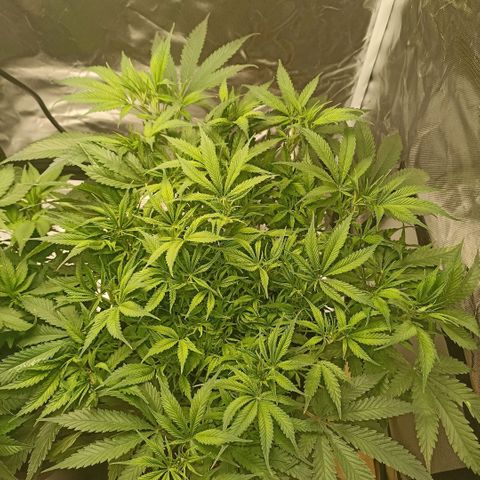 High Level growlog timeline photo