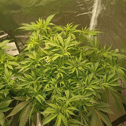 High Level growlog timeline photo
