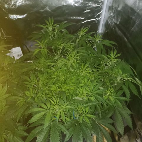 High Level growlog timeline photo