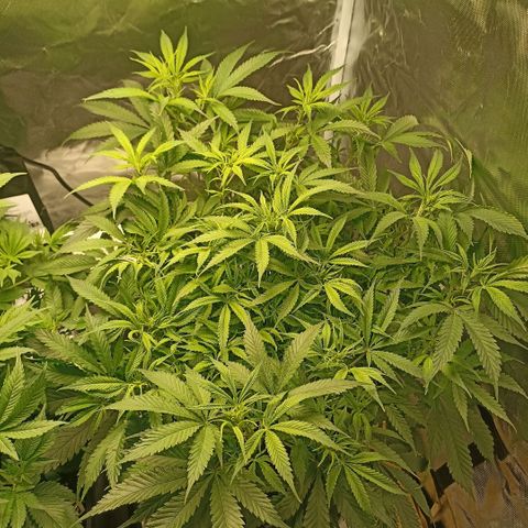 High Level growlog timeline photo