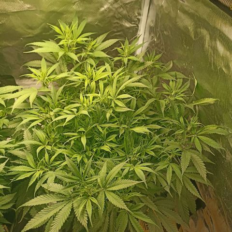 High Level growlog timeline photo