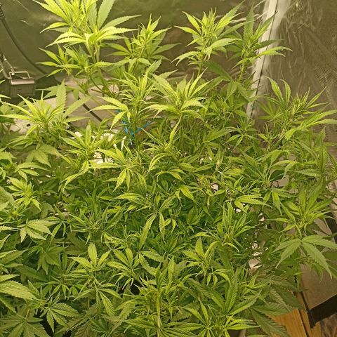 High Level growlog timeline photo