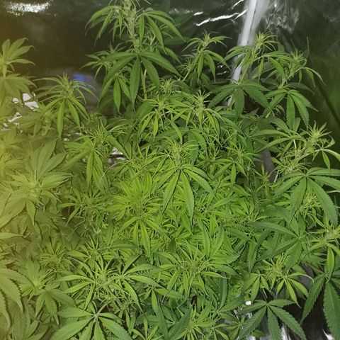 High Level growlog timeline photo