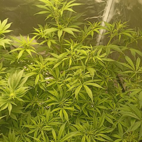 High Level growlog timeline photo