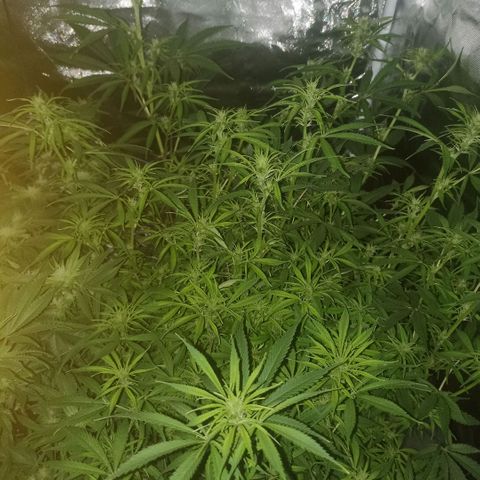 High Level growlog timeline photo