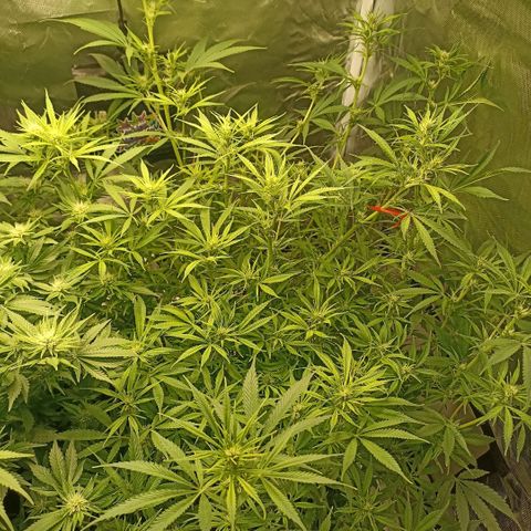 High Level growlog timeline photo