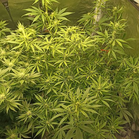 High Level growlog timeline photo