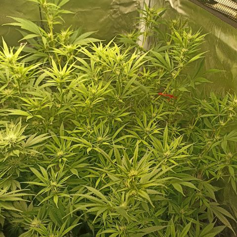High Level growlog timeline photo