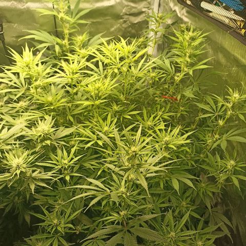 High Level growlog timeline photo