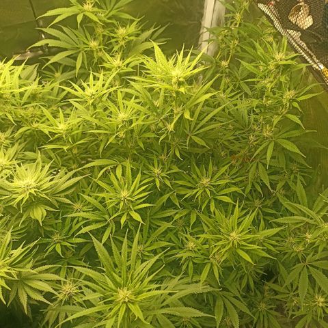 High Level growlog timeline photo