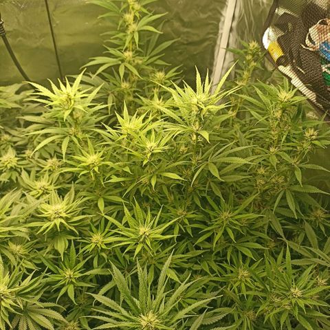 High Level growlog timeline photo