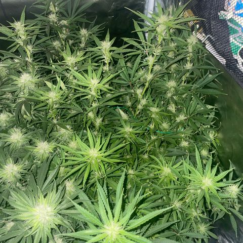 High Level growlog timeline photo