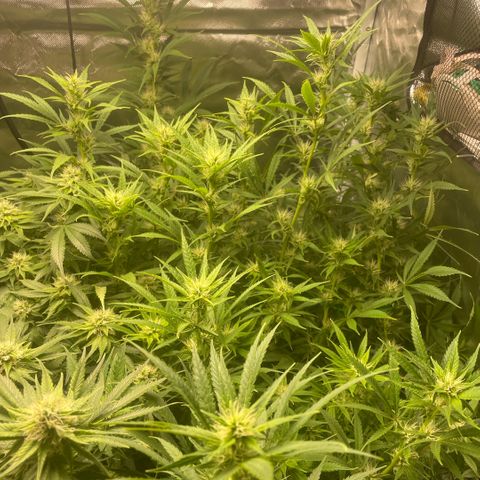 High Level growlog timeline photo