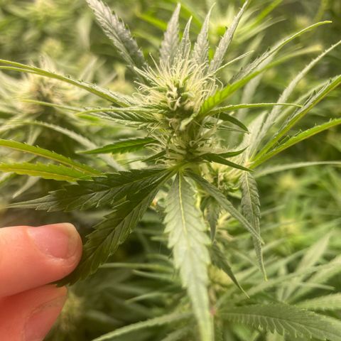 High Level growlog timeline photo
