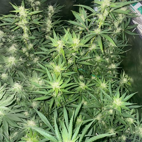 High Level growlog timeline photo