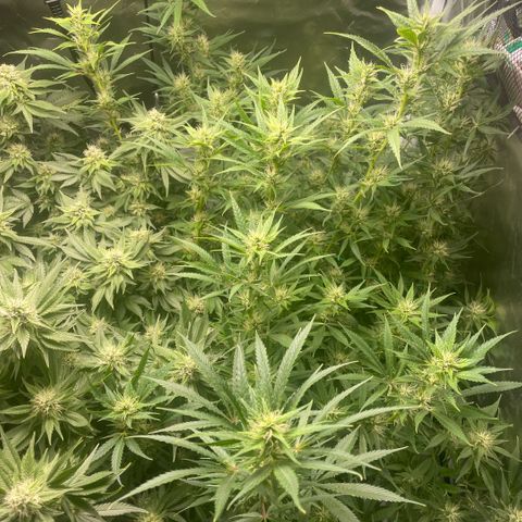 High Level growlog timeline photo