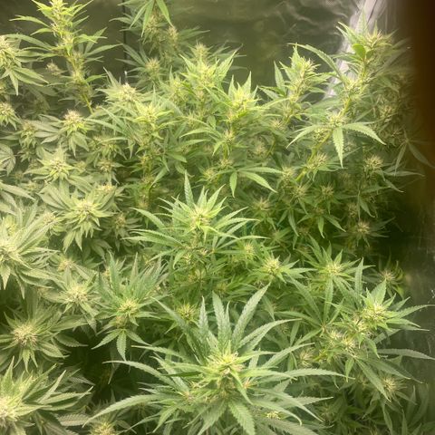 High Level growlog timeline photo