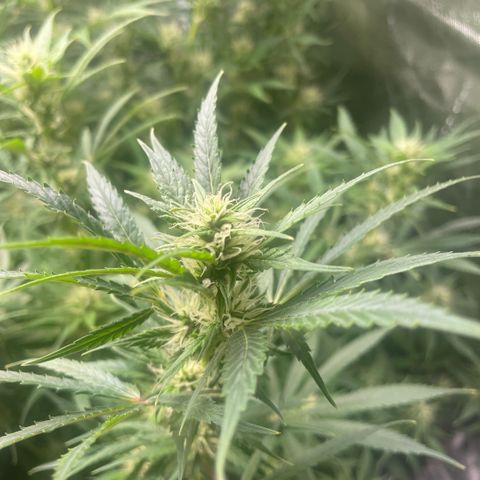 High Level growlog timeline photo