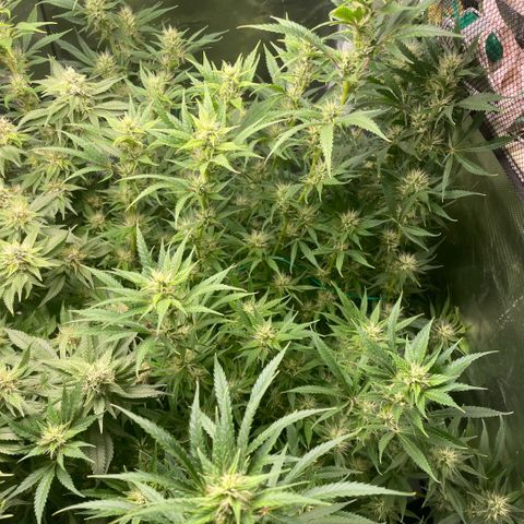 High Level growlog timeline photo
