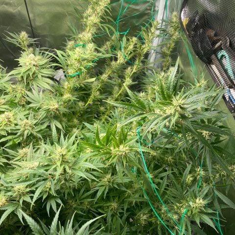 High Level growlog timeline photo