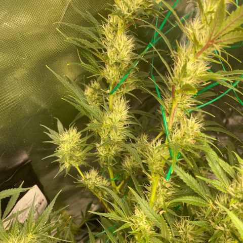 High Level growlog timeline photo