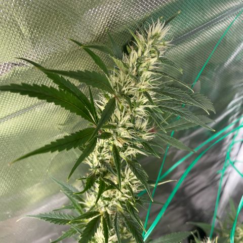 High Level growlog timeline photo