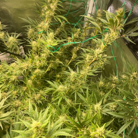 High Level growlog timeline photo