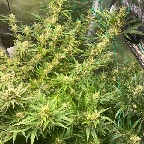 High Level growlog timeline photo