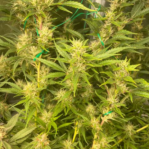 High Level growlog timeline photo
