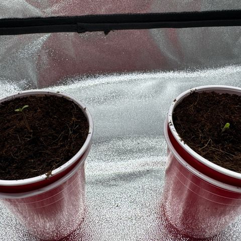 The Queen S1 growlog photo: Transplanted seedlings into solo cups filled with coco. Hydrated with starter soak.