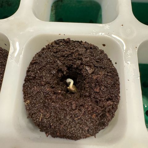 The Queen S1 growlog timeline photo