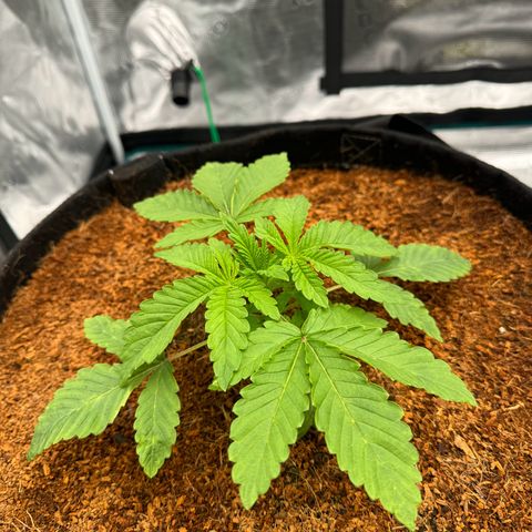 The Queen S1 growlog timeline photo