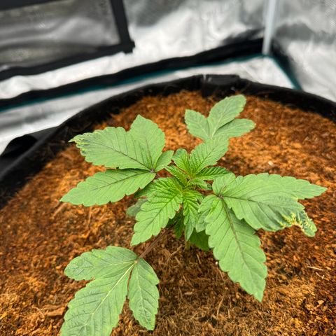 The Queen S1 growlog timeline photo