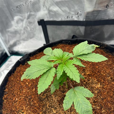 The Queen S1 growlog timeline photo
