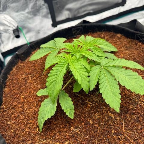 The Queen S1 growlog timeline photo